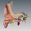 3d model inner ear human eye
