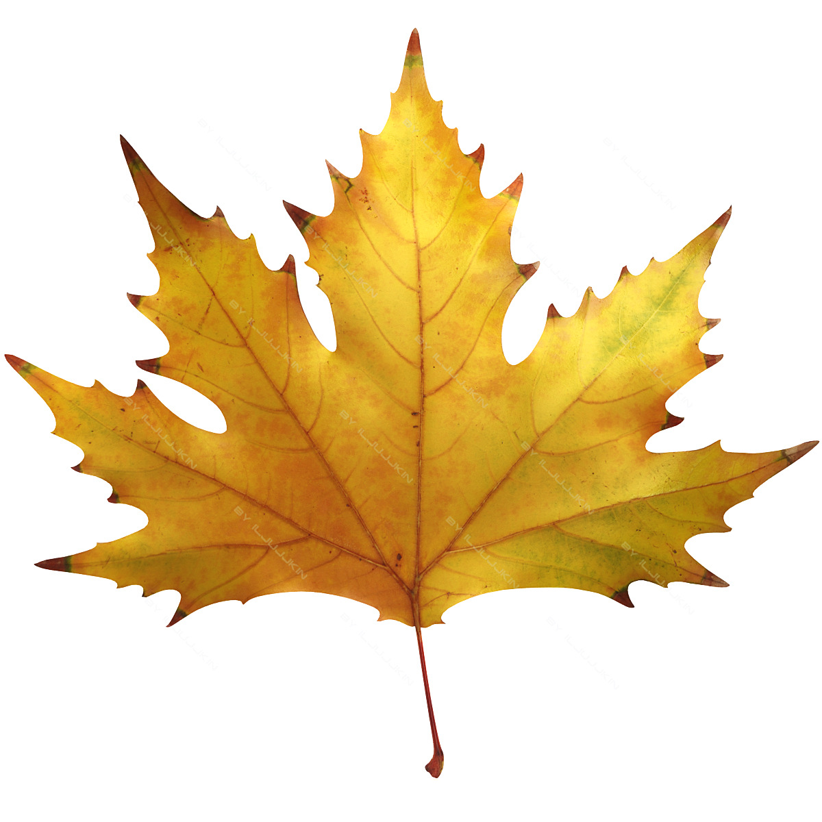 realistic autumn maple leaf 3d max