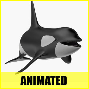 3d orca killer whale animation model