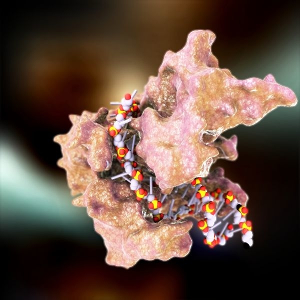3d model rna polymerase protein