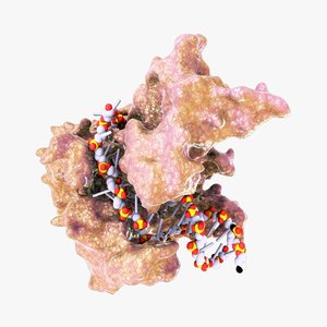 3d model rna polymerase protein