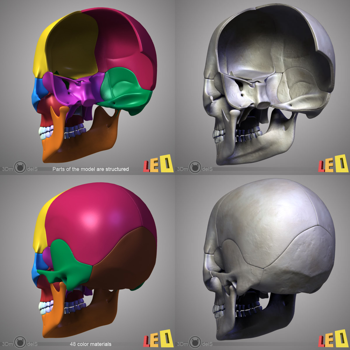 3d model human skull bones 4