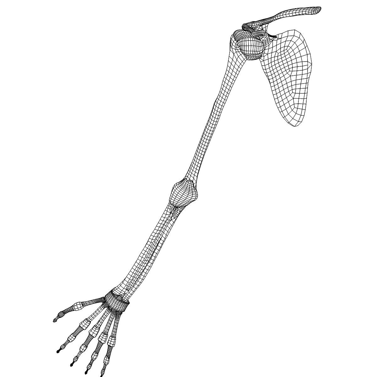 ma human arm bones ligaments