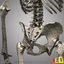 human skeletons 2 1 3ds