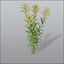 3d model goldenrods asteraceae invasive