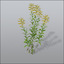 3d model goldenrods asteraceae invasive