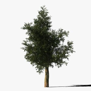 platanus tree bark max