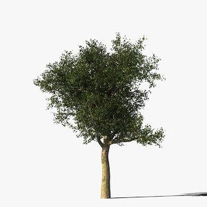 platanus tree bark 3d model