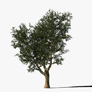 max platanus tree bark