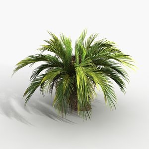 cycas palm 3d obj