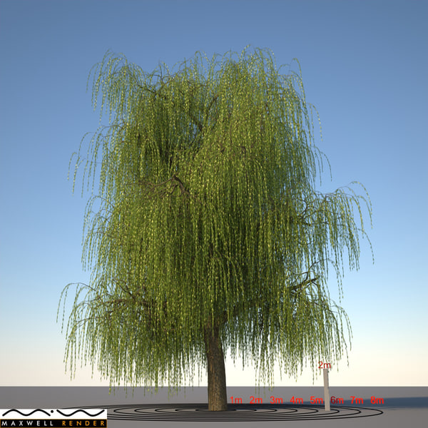 Modelo 3d Tipo De árbol Sauce12, Will Weeping Willow Grow In Shader