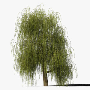 3d model willow tree