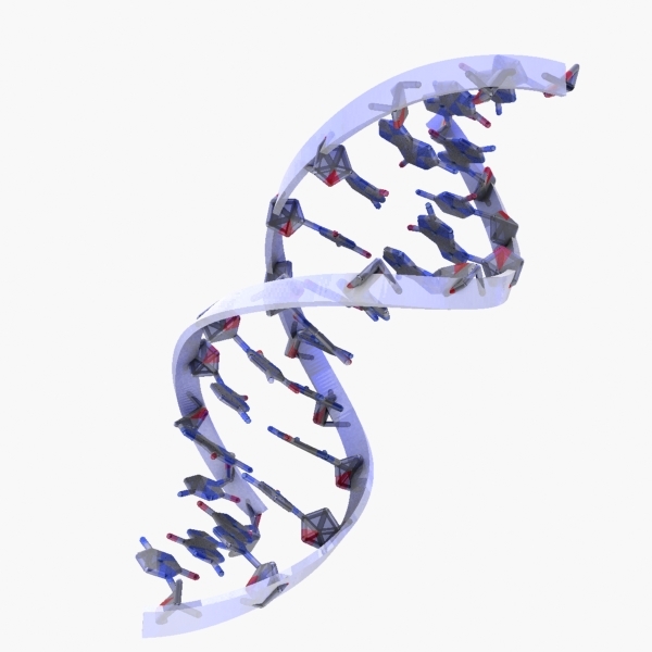 3d dna