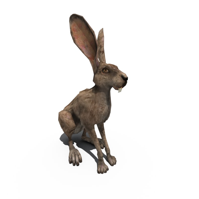3d rabbit model