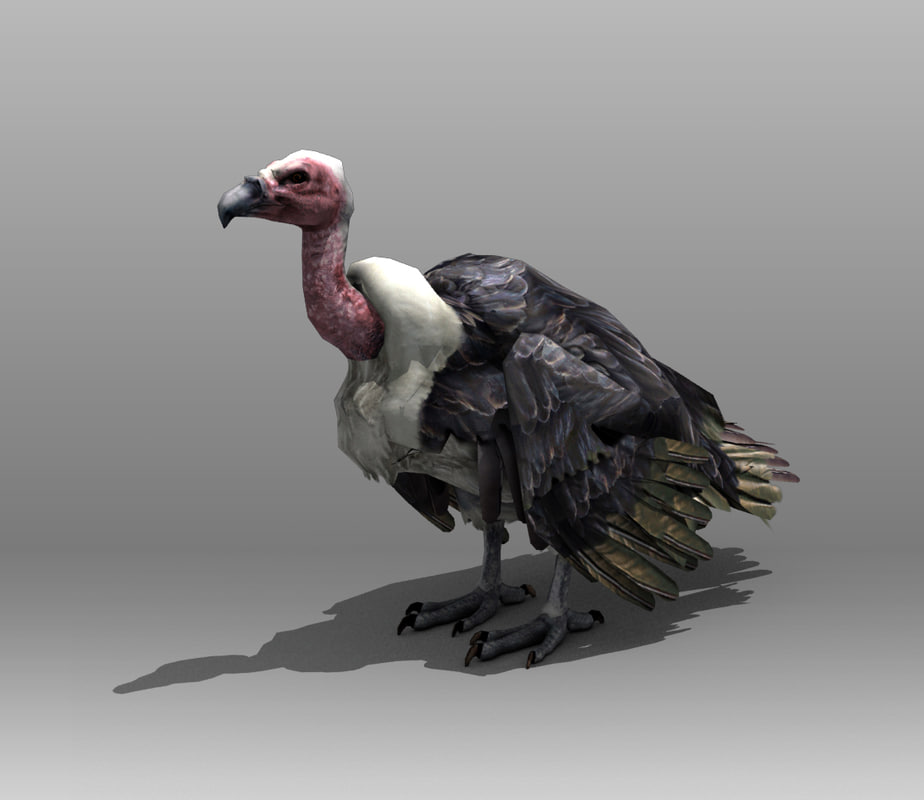 3d Vultures Birds 0247