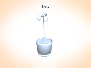 3d iris flowering model