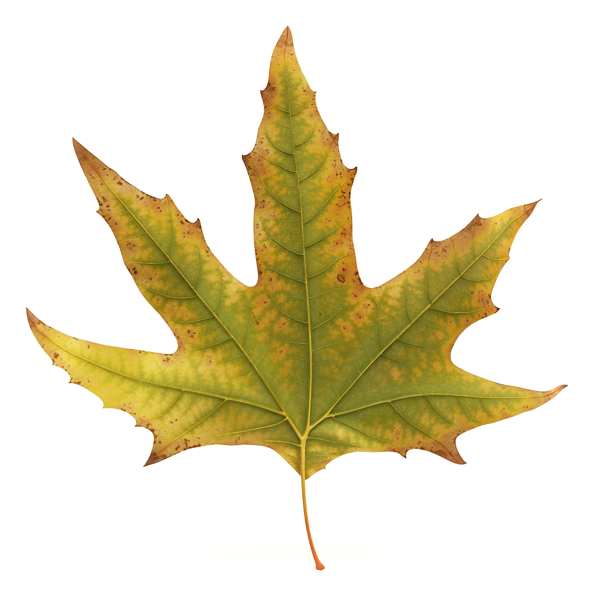 realistic autumn maple leaf 3d model