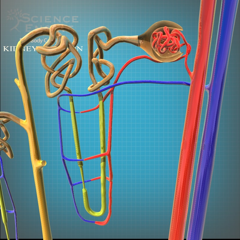 nephron anatomy 3d c4d