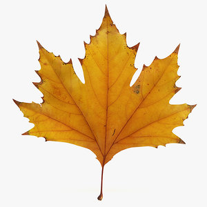 3d max realistic autumn maple leaf