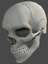 anatomically skull 3d model