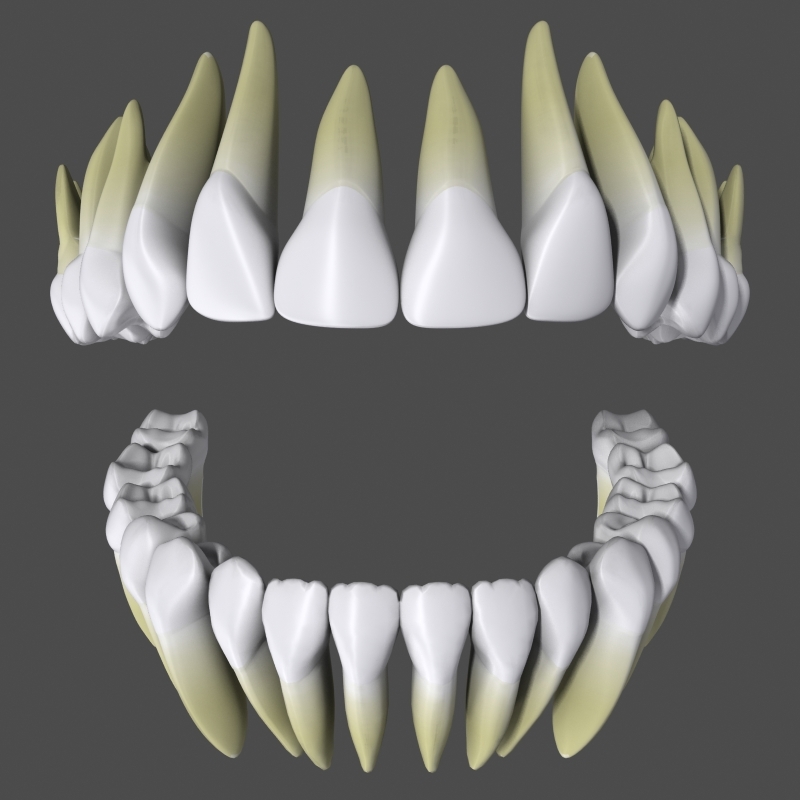 3d model anatomically human teeth