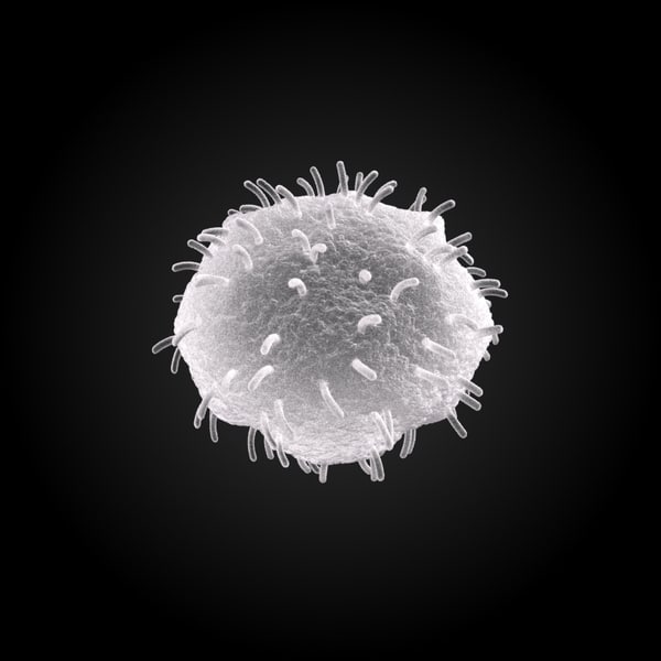 giant microbes white blood cell