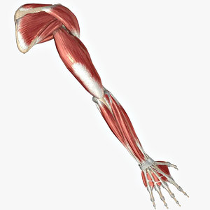 3ds max arm muscles bones ligaments