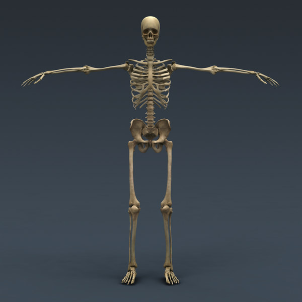 max human skeleton rigged male man