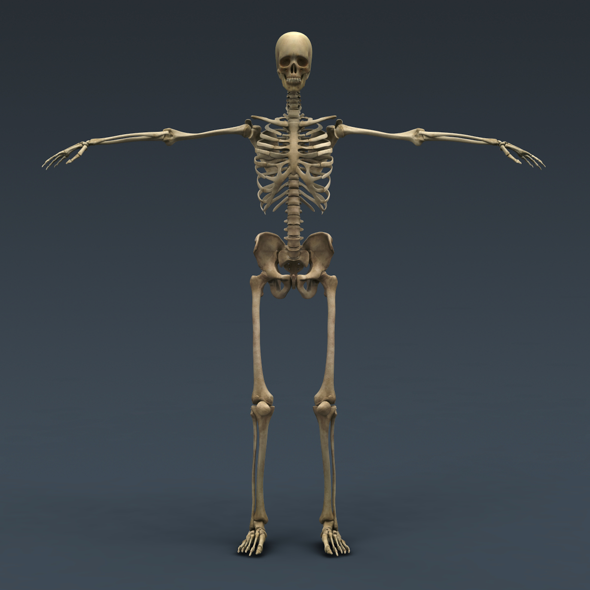 human skeleton rigged male man 3d model