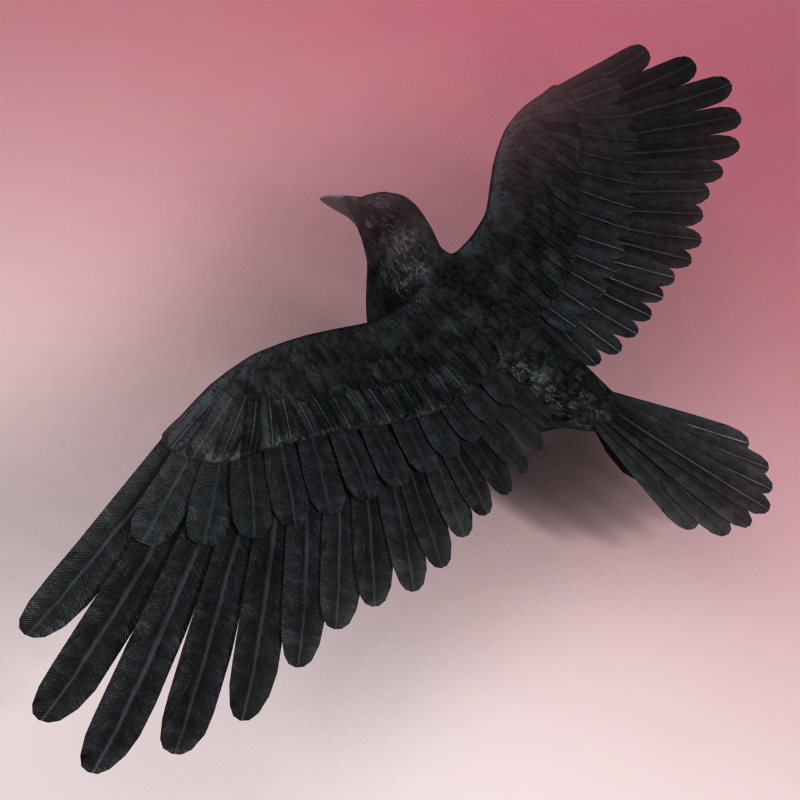 crow wings flying max