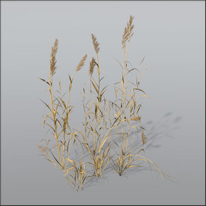reed grasses dry 3d c4d