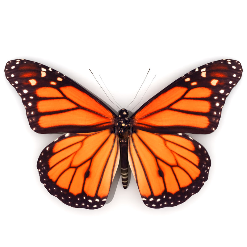 3ds max monarch butterfly