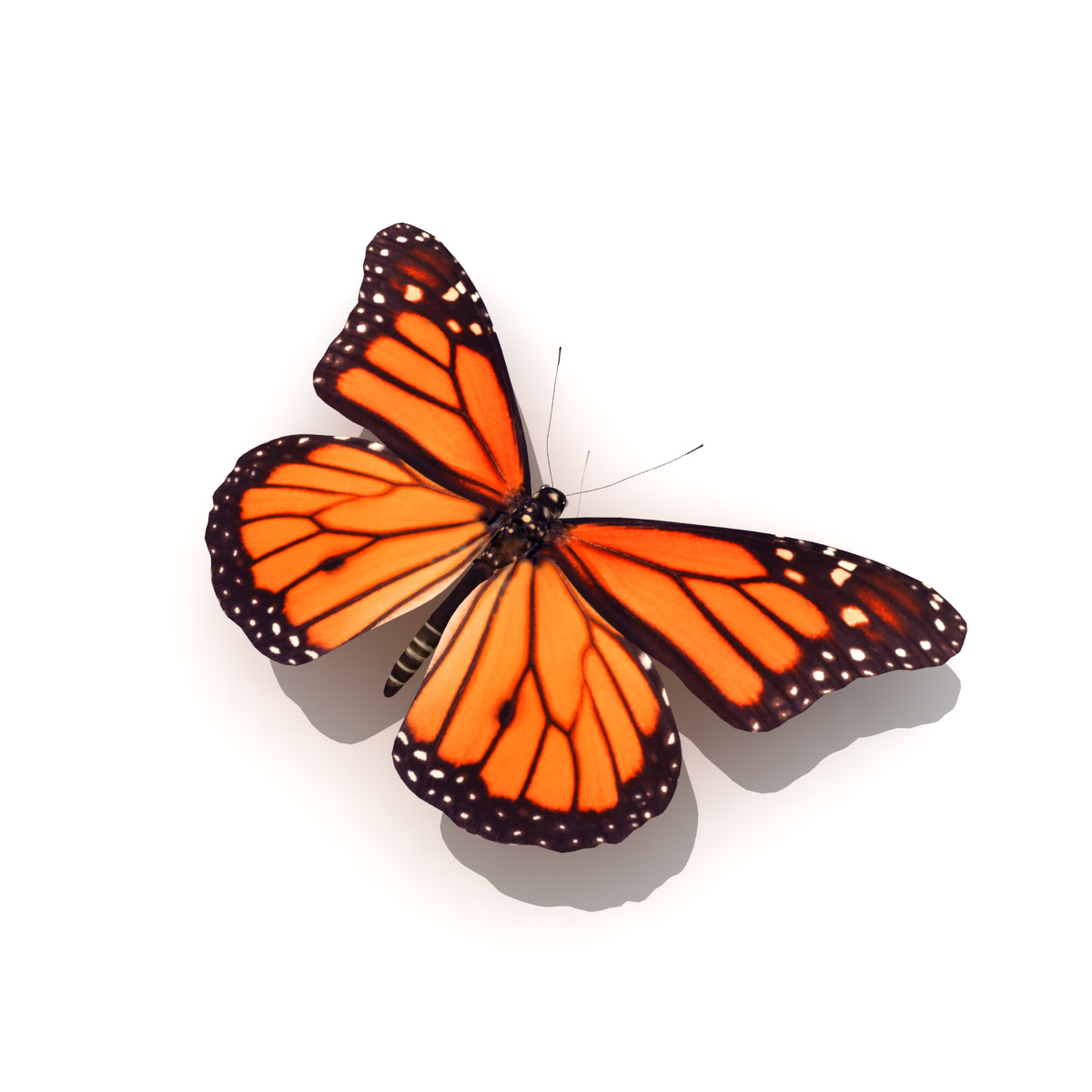3ds max monarch butterfly