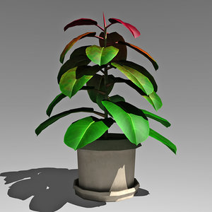 3d rubber plant