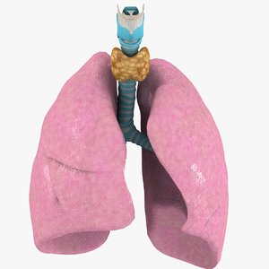 respiratory thyroid larynx 3d model