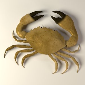 3d model crab menippe mercenaria