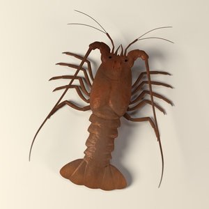 maya spiny lobster
