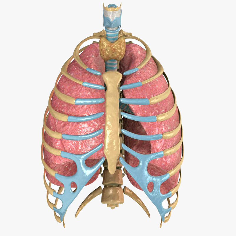 human rib cage respiratory 3d model