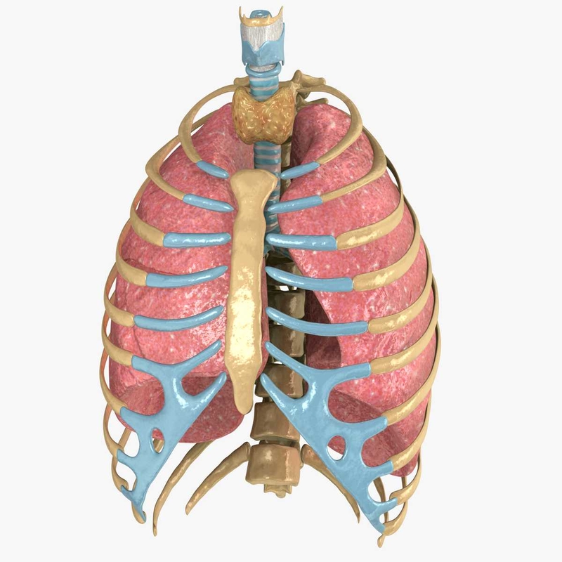 human rib cage respiratory 3d model