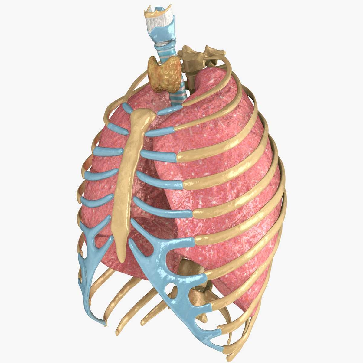 human rib cage respiratory 3d model