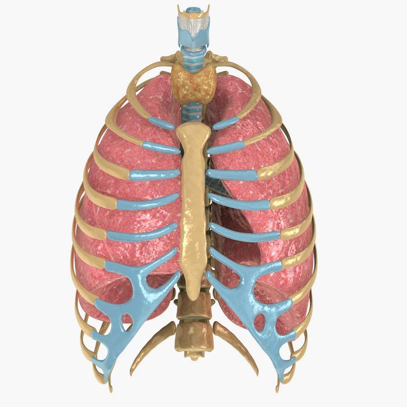 human rib cage respiratory 3d model