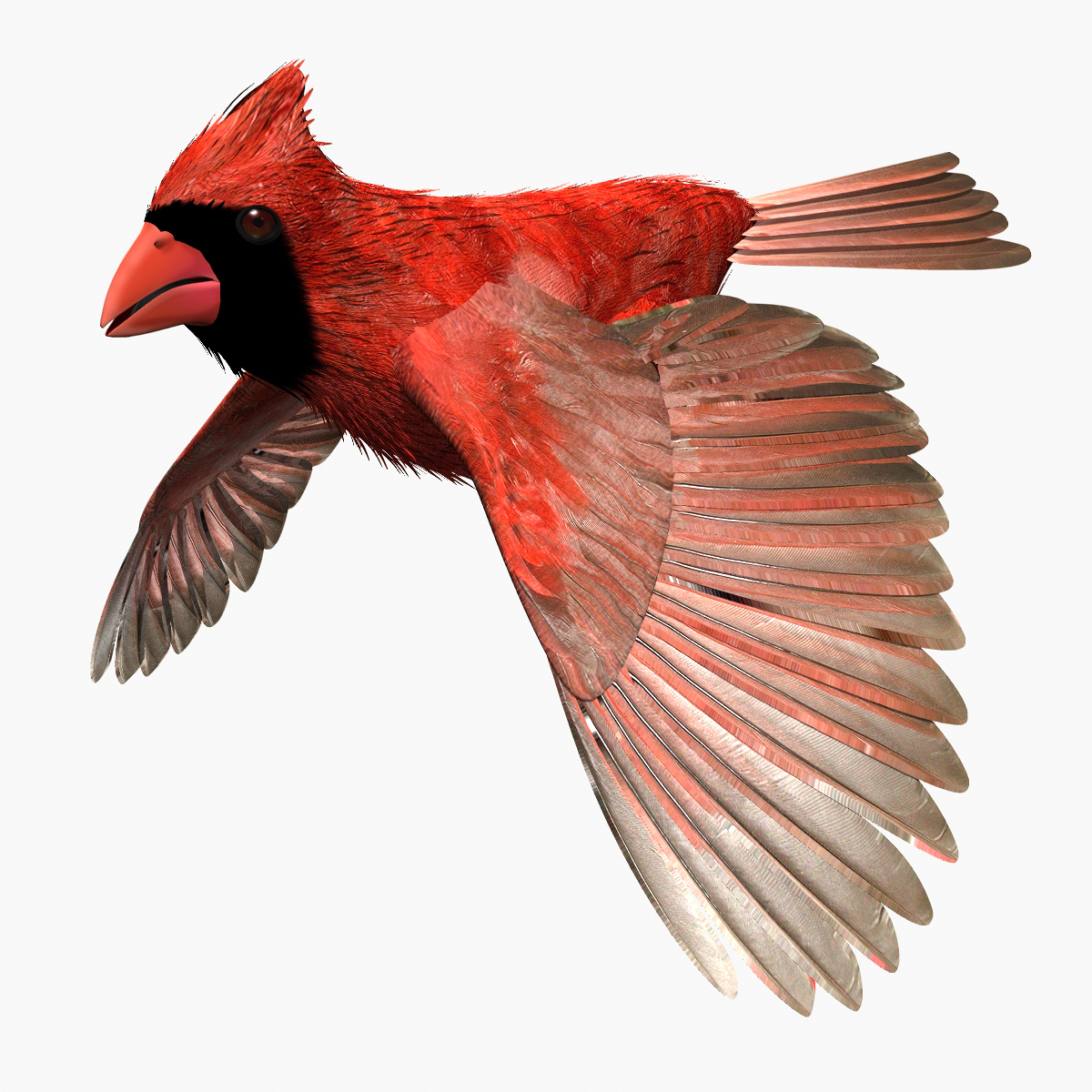 cardinal bird flight lightwave male 3d model