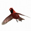 cardinal bird flight lightwave male 3d model
