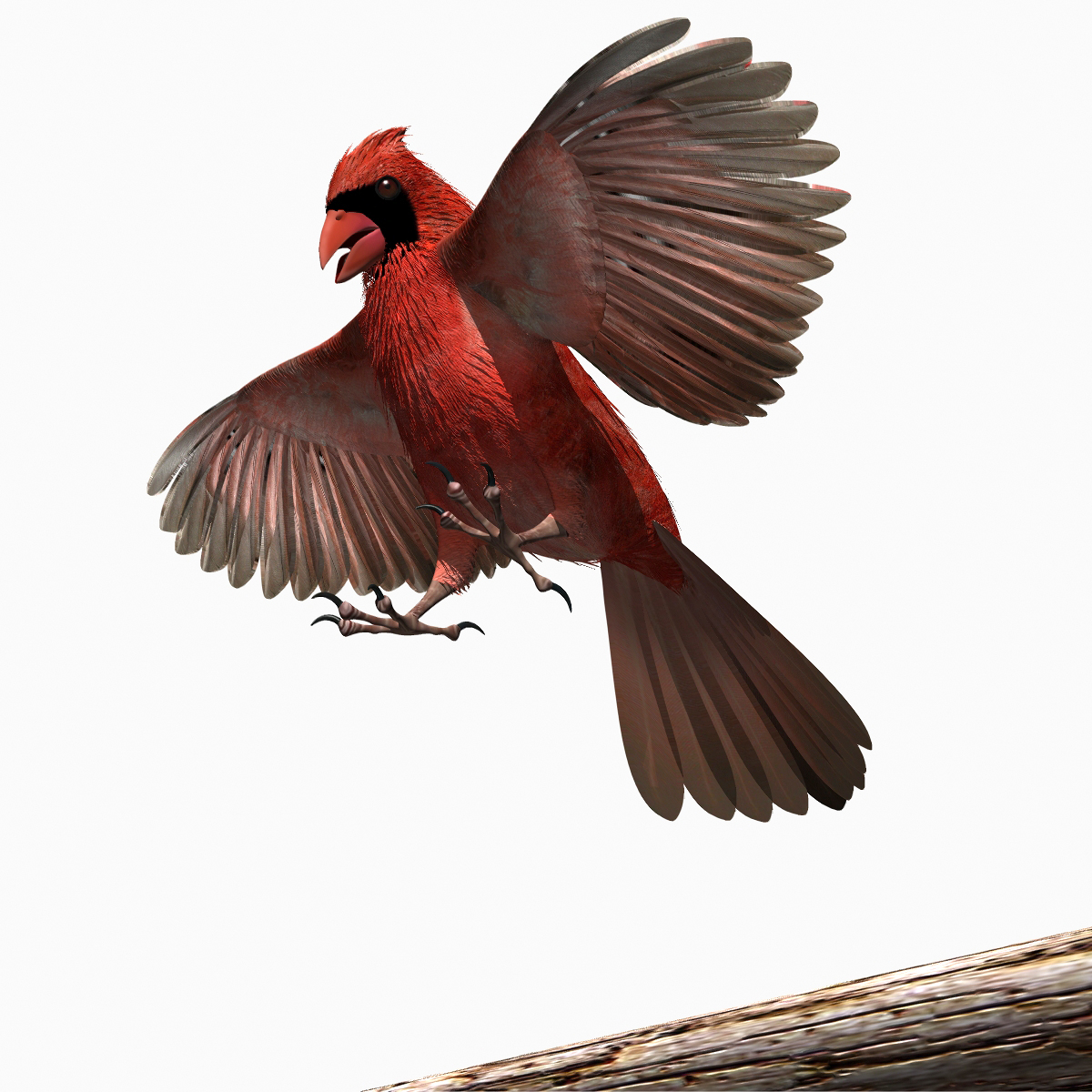 cardinal bird flight lightwave male 3d model