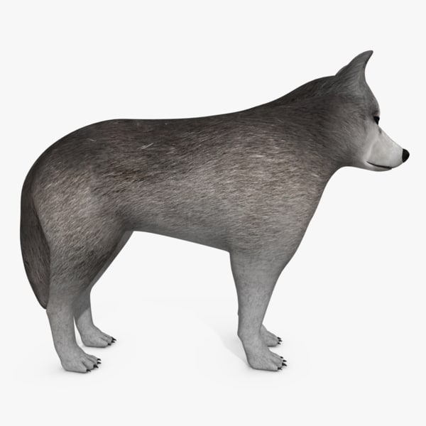 3d wolf dog