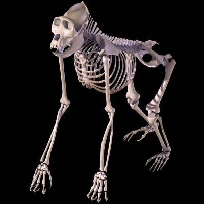 gorilla skeleton obj