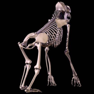 gorilla skeleton obj