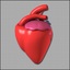 pig anatomy heart 3d model