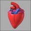 pig anatomy heart 3d model