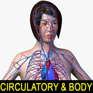 female body circulatory 3d model